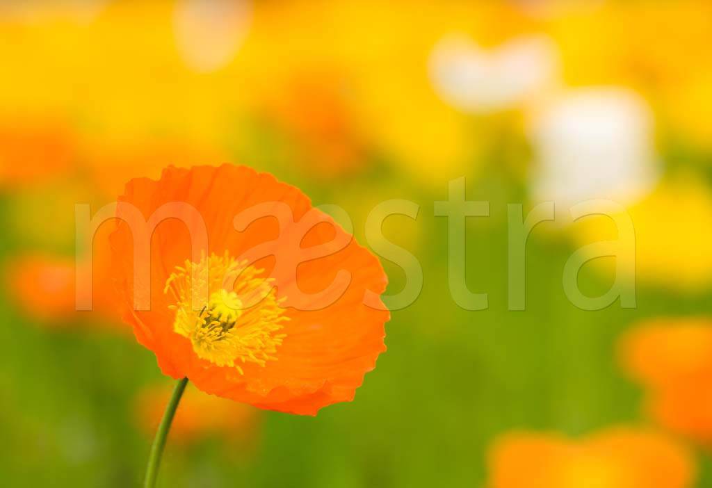 Фотообои Оранжевый цветок в поле 3 d